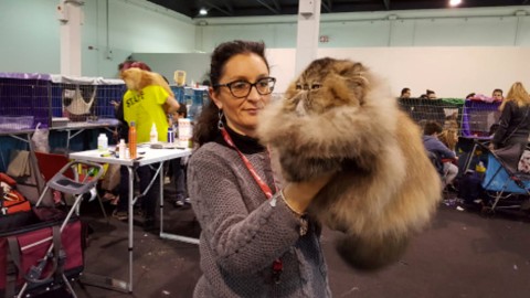 Vincitore 48° esposizione internazionale felina di Padova 2017 – PadovaOggi