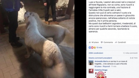 Lupo e Nuvola, i cani dell'hotel Rigopiano sopravvivono alla valanga – La Repubblica