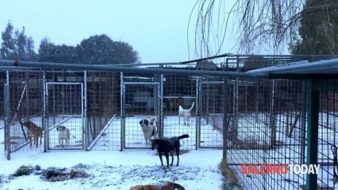 Cani al gelo a Monte di Eboli, tavolo tecnico al Comune di Salerno – SalernoToday