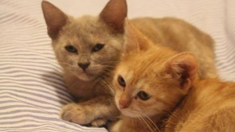 L'anagrafe per i gatti, sette milioni e mezzo nelle case degli italiani – SiciliaInformazioni.com