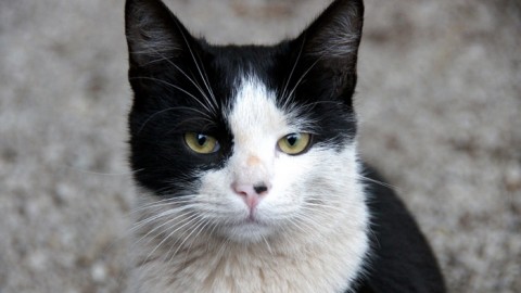 I gatti di Venezia…ricordando Piccinin – La Repubblica