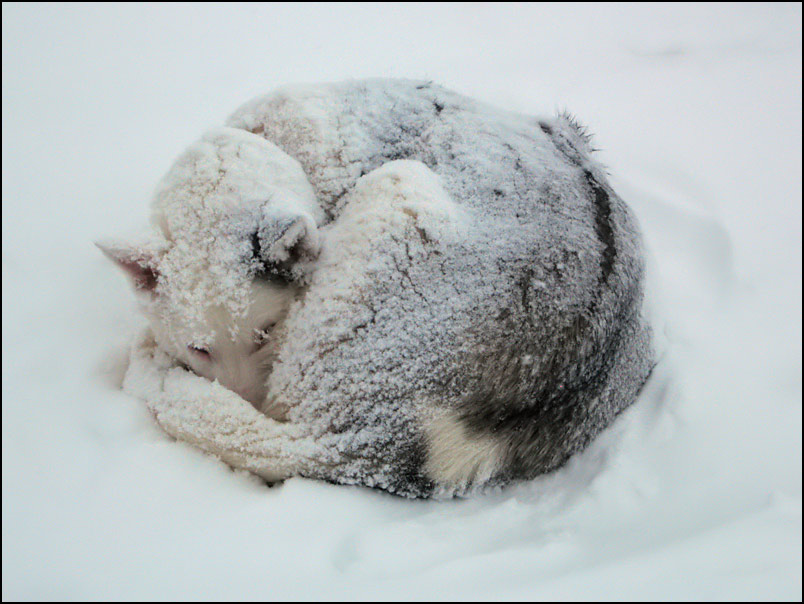 husky dorme