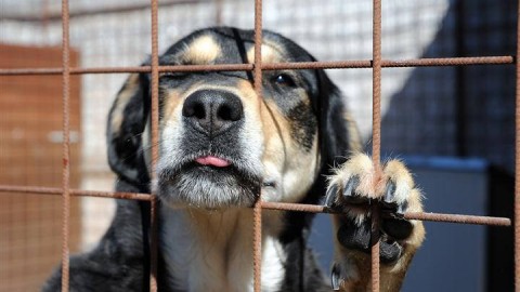 Montesano: 250 euro dal Comune per chi adotta i cani randagi … – ondanews (Comunicati Stampa)