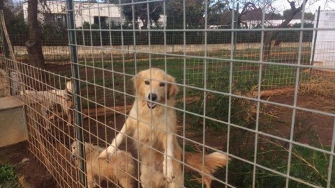 Fasano: Infiltrazioni di acqua nel canile di Fasano e per 144 cani … – FasanoLive.com