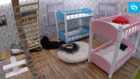 Kattarshians, i gatti conquisteranno il mondo: in Islanda un Grande … – L'Huffington Post