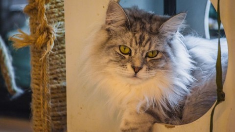 We love Cat's: a casa dei gatti in Europa – Easyviaggio