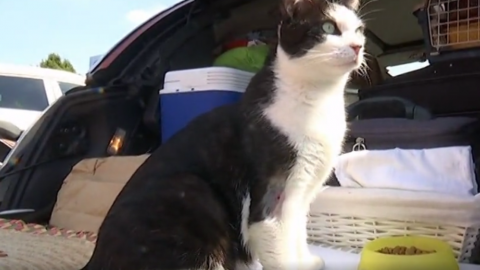 Gatto Day, manda la foto del tuo felino via Twitter – TGCOM