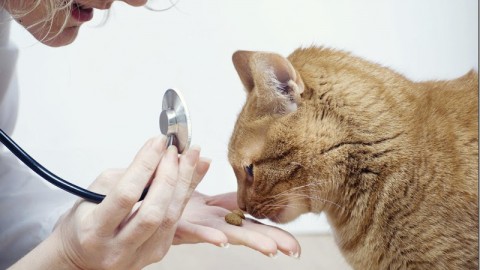 Epilessia Metabolica nel Cane e nel Gatto