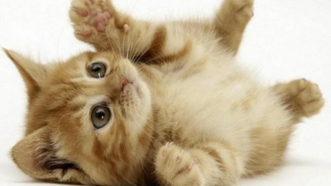 Giornata mondiale del gatto a Monza la festa dei felini – Nuova Brianza