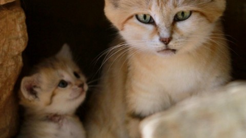 Festa del Gatto, settantamila felini avvelenati ogni anno: “Dobbiamo … – Il Fatto Quotidiano