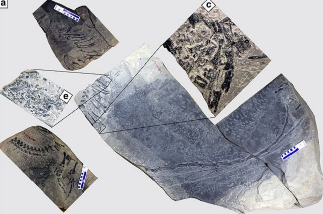 Il fossile del Dinocephalosaurus con i dettagli dell'embrione