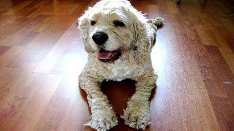 Cardiopatie, aspettativa di vita più lunga se si adotta un cane – Blogosfere (Blog)