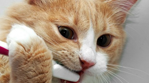 Svelato il segreto: i denti del tuo gatto si lavano così – Velvet Pets Italia (Blog)