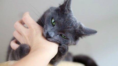 Come educare un gatto aggressivo? – Velvet Pets Italia (Blog)