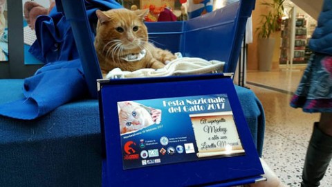 Grande successo a Montesilvano della Festa dei Gatti – Abruzzo News (Comunicati Stampa) (Blog)