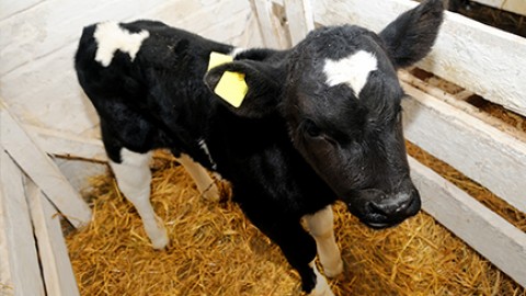 Gene editing: nati 11 vitelli immuni da tubercolosi