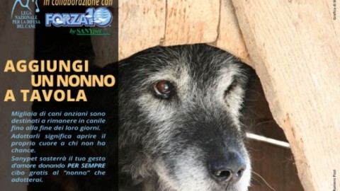 Adotta un cane anziano: l'iniziativa “Aggiungi un nonno a tavola” – DeAbyDay.it (Blog)