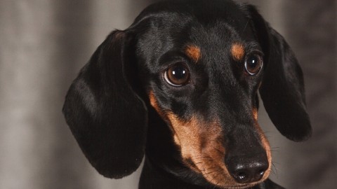 15 motivi per cui un cane è meglio di una persona – Fashion Times