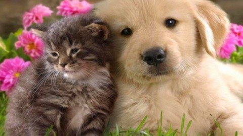 Mutua animali domestici 2017: sconto del 50% per chi è esente dal … – ForexInfo.it