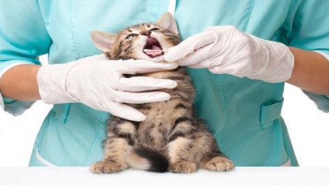 Spese veterinarie 2017, sconto fiscale presentando lo scontrino … – ForexInfo.it