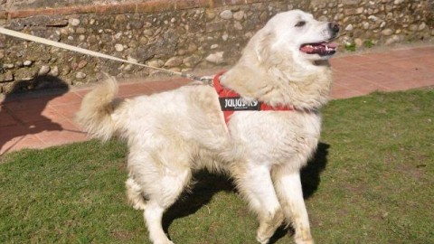 Cani smarriti e in cerca di casa: a #cercocuccia anche un gatto dalla … – gonews
