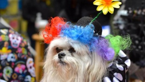 Potete vestire il vostro cane da leone “solo se sapete che lo accetta … – Il Foglio
