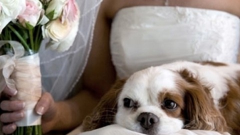 Napoli, sposa si presenta all'altare accompagnata dal cane, il prete … – Il Messaggero