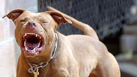 Bimbe azzannate da pitbull a Varese, denunciata la padrona dei cani – Il Messaggero