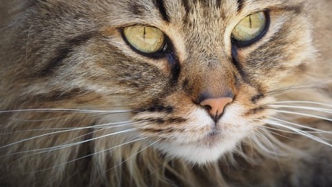 Festa Nazionale del Gatto 2017: origini e perché si festeggia – Investire Oggi