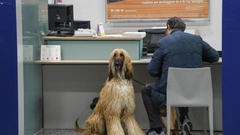 Una mutua per cani e gatti – l'Adige – Quotidiano indipendente del Trentino Alto Adige