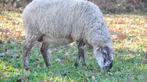 Sardegna: no a uccisione pecore &quot;vecchie&quot; contro caro-latte. E' reato!