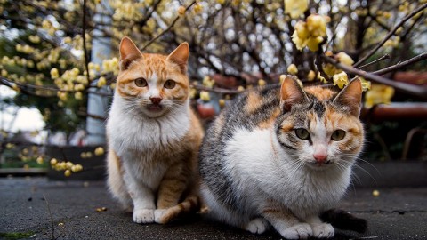 LAV con le Associazioni svizzere. SI alla sterilizzazione dei gatti liberi di uscire