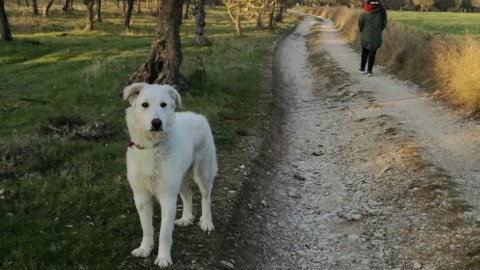 Salvati due cani maltrattati e tenuti a catena. Ora Peter cerca casa