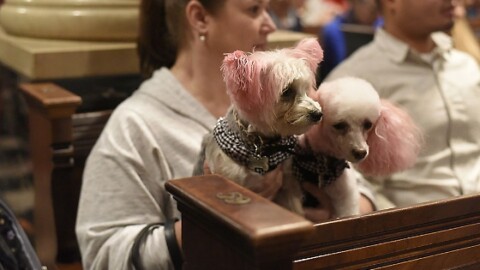 Cani in Chiesa? Occhio al parroco: “Cosa ho fatto a quel matrimonio” – LiberoQuotidiano.it