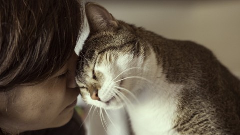 L'intelligenza del gatto non è inferiore a quella del cane – LifeGate