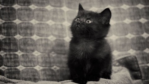 Giornata del Gatto, AIDAA: in Italia sono 7 milioni – Meteo Web – Meteo Web