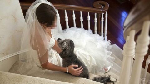 “Matrimoni con il cane sull'altare”: il progetto che dice no ai divieti – NapoliToday