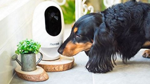 Pawbo+ – la videocamera wireless interattiva per gli animali … – PuntoCellulare.it