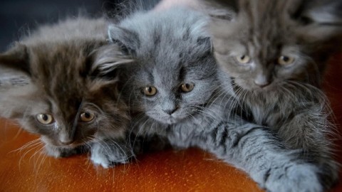 Il giorno dei gatti – Rai News