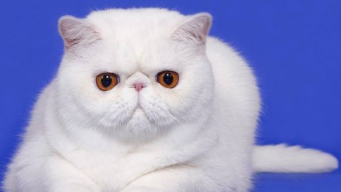 Due giorni per gli amanti dei gatti: al Pala De André i più belli d'Europa – Ravenna & Dintorni