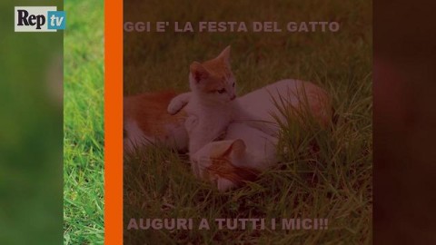 Il vero padrone in casa è lui: il gatto. ''Ecco come ci ha addomesticati'' – La Repubblica