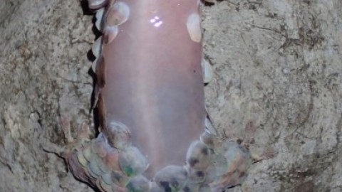 Geckolepis megalepis, il geco che esce dalla pelle per salvarsi dai … – La Rivista della Natura