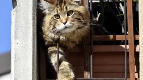 La festa nazionale del gatto si celebra ad Olgiate – VareseNews – Varese News