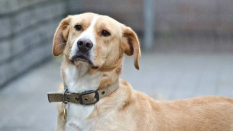 Patentino per i padroni, un corso dopo l'aggressione dei pitbull – Varese News