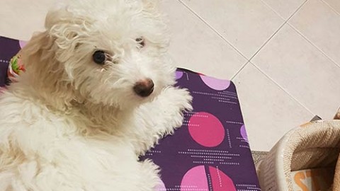 I vantaggi di avere un animale domestico per i malati di Alzheimer o … – Cinquew News