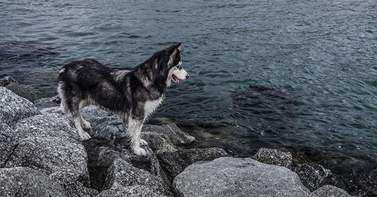 Husky