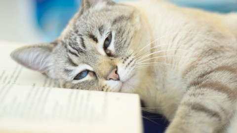Monossido di carbonio: gatto salva i proprietari – GreenStyle