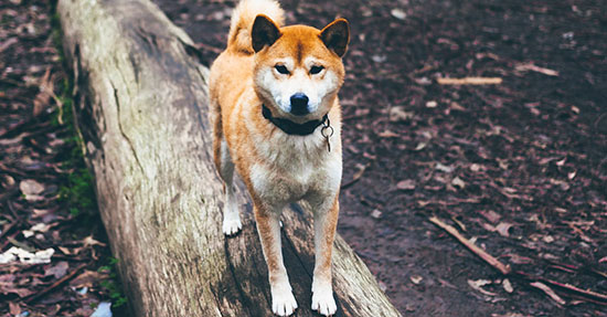 Shiba Inu