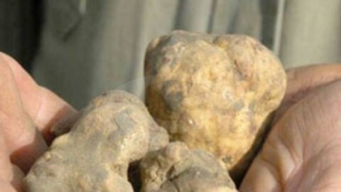 Convegno sulla tartuficultura e rassegna dei cani da tartufo – Corriere dell'Umbria