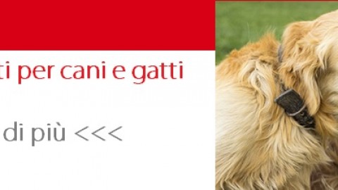 Parassiti del cane: cosa sono e come combattere le pulci – Petpassion.tv